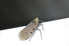 Penthicodes atomaria