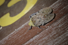 Penthicodes atomaria