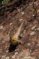 Sceloporus uniformis