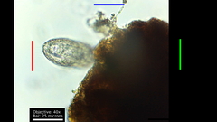 Colepidae