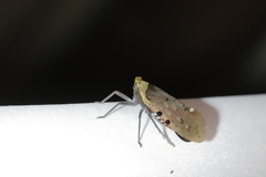 Penthicodes atomaria