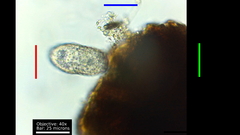 Colepidae