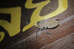 Penthicodes atomaria