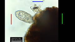 Colepidae