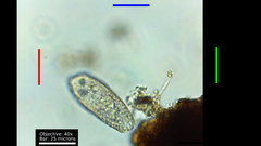 Colepidae