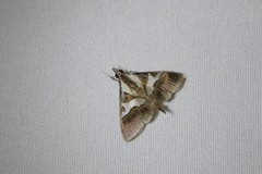 Dausara