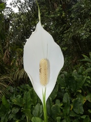 Spathiphyllum