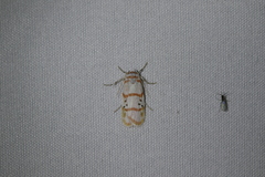 Cyana quadrinotata