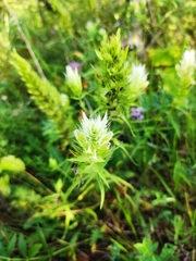 Melampyrum argyrocomum