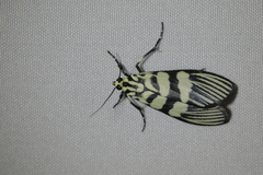 Heortia