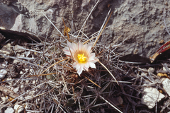 Thelocactus tulensis