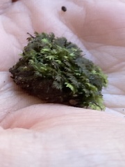 Fissidens bryoides