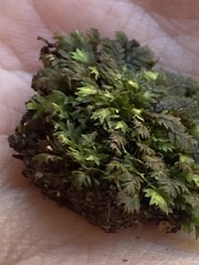 Fissidens bryoides