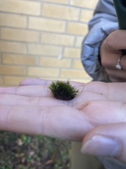 Campylopus introflexus