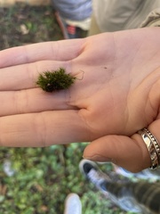 Campylopus introflexus