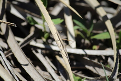 Tetanorhynchini