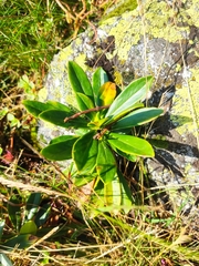 Rhododendron caucasicum