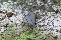 Celastrina lavendularis