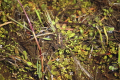 Pseudopaludicola falcipes