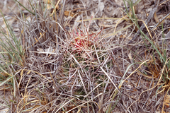 Thelocactus bicolor bicolor
