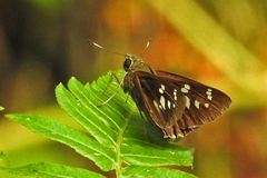 Pelopidas assamensis