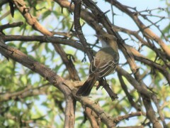 Myiarchus swainsoni