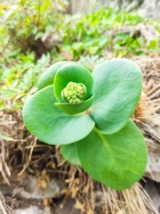 Hylotelephium caucasicum