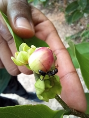 Camponotus