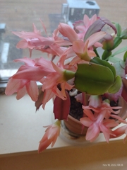 Schlumbergera