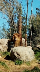 Panthera leo