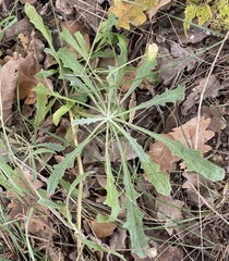 Andryala integrifolia