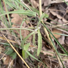 Andryala integrifolia