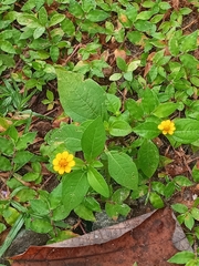 Melampodium divaricatum