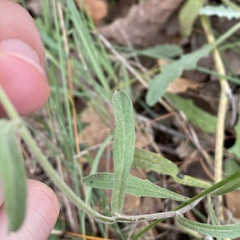 Andryala integrifolia