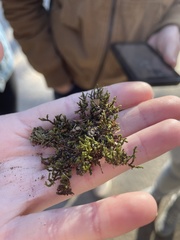 Frullania eboracensis