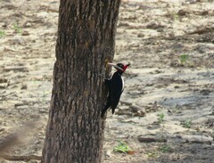 Campephilus leucopogon