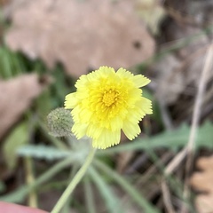 Andryala integrifolia