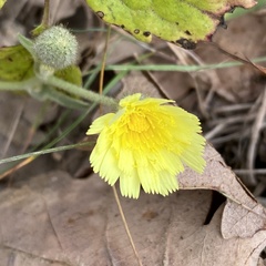 Andryala integrifolia