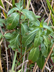Hydrolea ovata