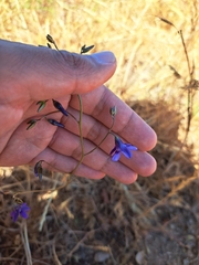 Conanthera campanulata