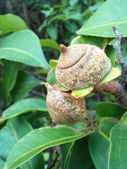 Angiospermae