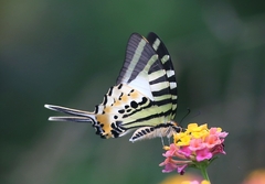 Graphium antiphates