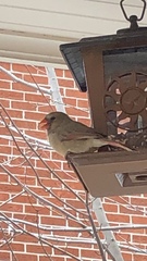 Cardinalis cardinalis