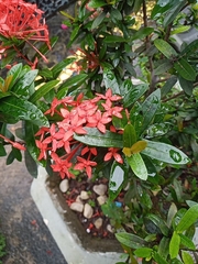 Ixora coccinea