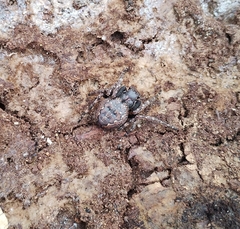 Nuctenea umbratica