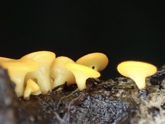 Dicephalospora rufocornea