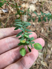 Hypericum hypericoides