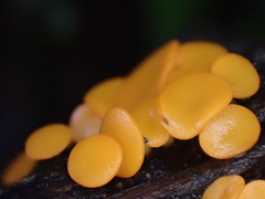 Dicephalospora rufocornea