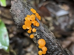 Dicephalospora rufocornea