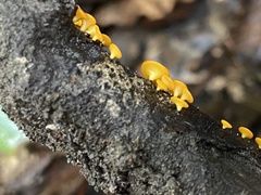 Dicephalospora rufocornea